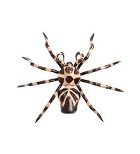 75-002 Фигурка-панно «Паук» (албезия, о.Бали) 40 см