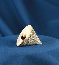 Ракушка №16