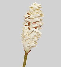 TR 566L Цветок имбиря