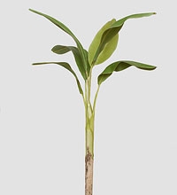 TR 617L Банановое дерево