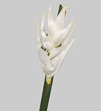 TR 631 Геликония